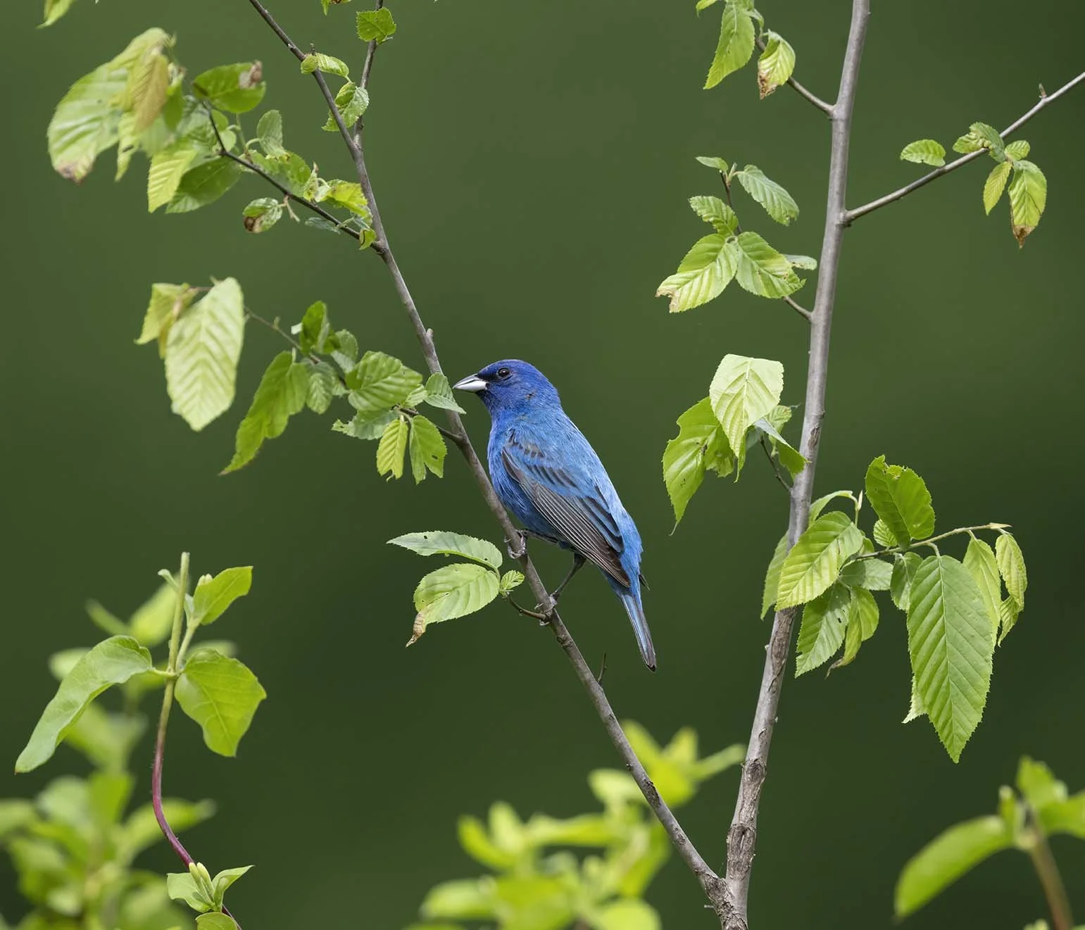 Indigo_Bunting_Z092144.JPG