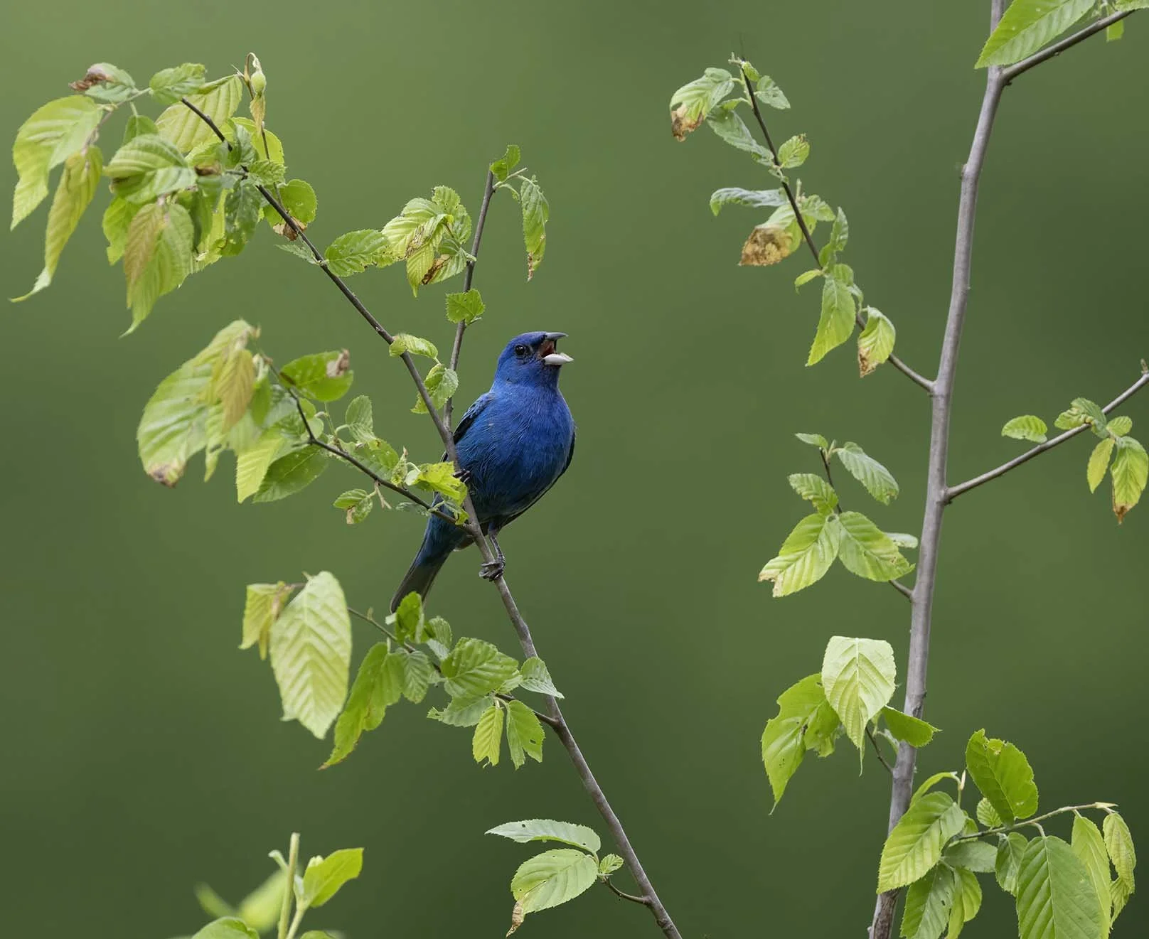 Indigo_Bunting_Z092147.JPG