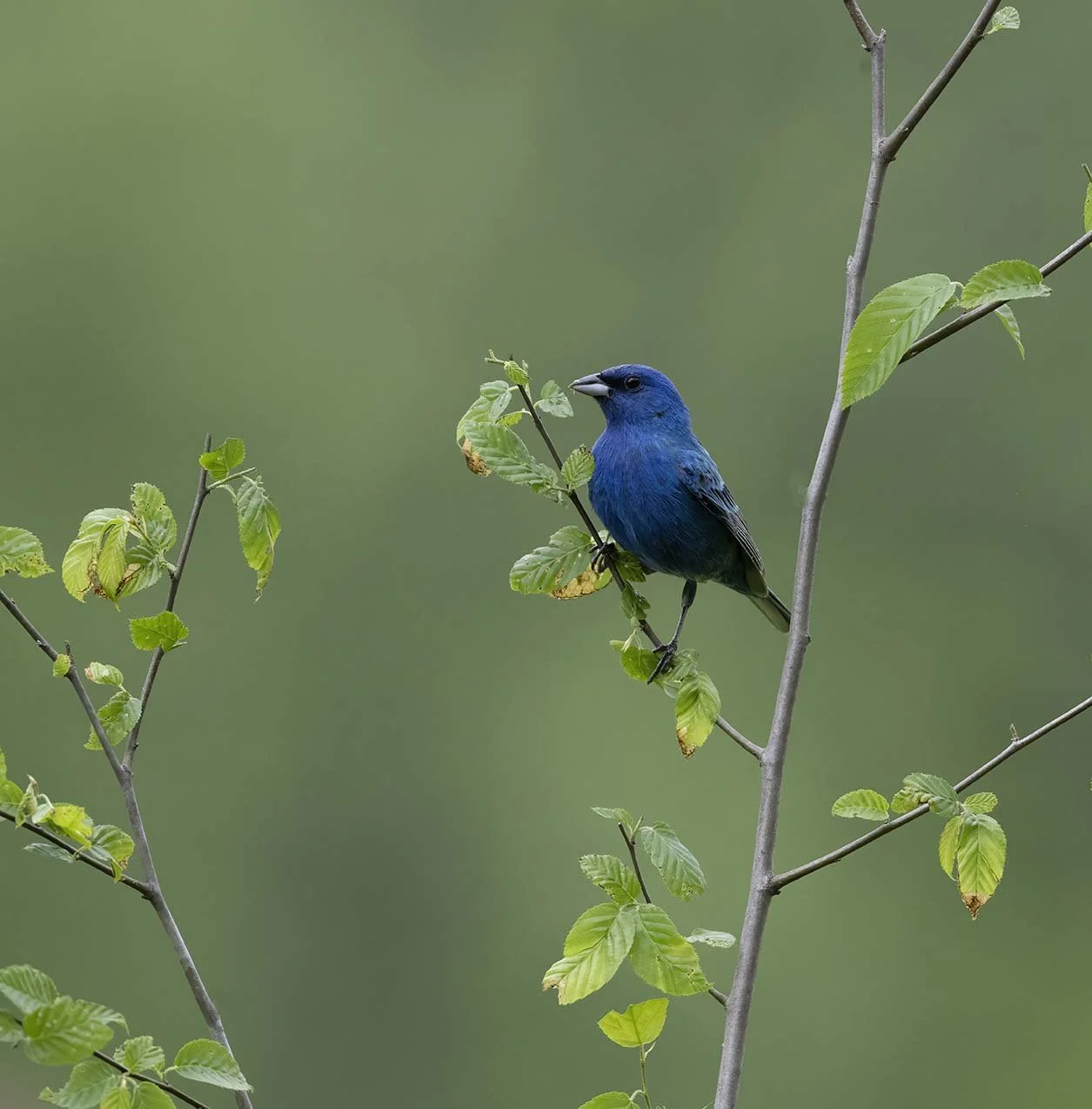Indigo_Bunting_Z092364.JPG