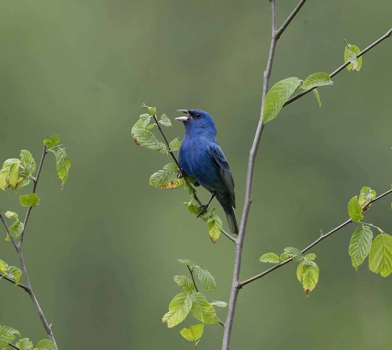 Indigo_Bunting_Z092382.JPG