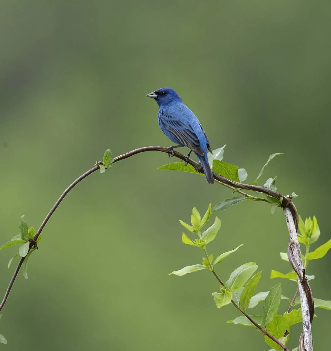 Indigo_Bunting_Z092417.JPG