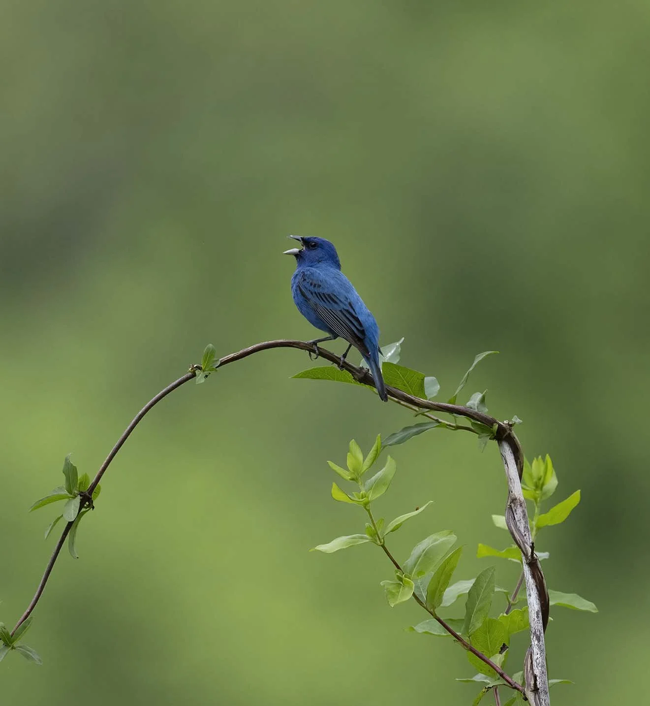 Indigo_Bunting_Z092433.JPG