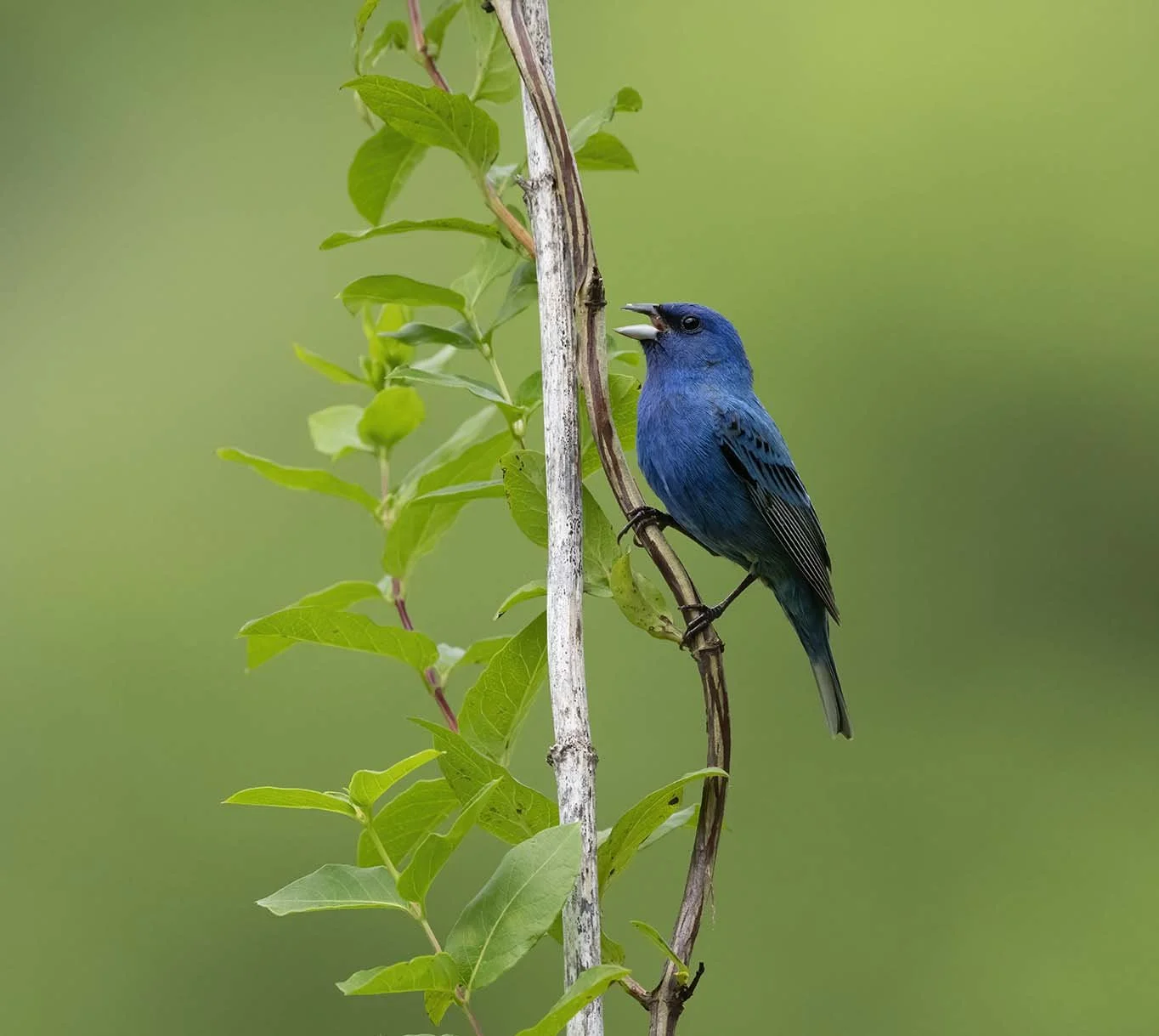 Indigo_Bunting_Z092461.JPG