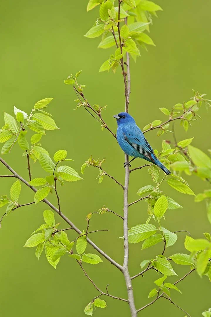 Indigo_Bunting_DSC4103.JPG