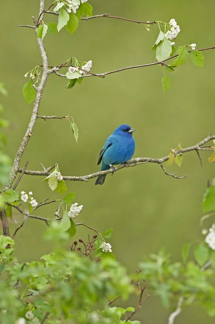 Indigo_Bunting_DSC4163.JPG