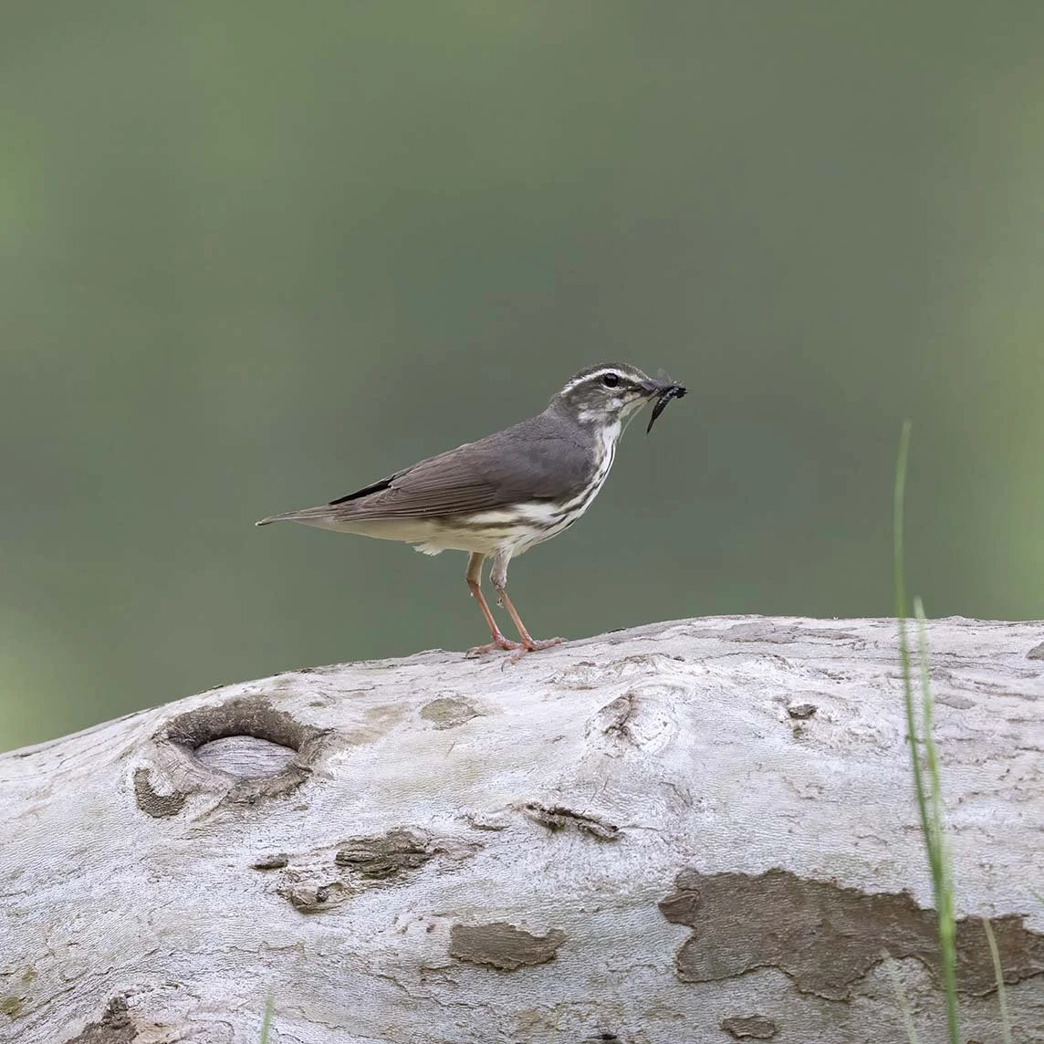 Louisiana_Waterthrush_Z092549.JPG