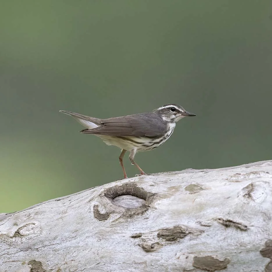 Louisiana_Waterthrush_Z092566.JPG