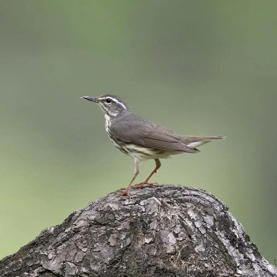Louisiana_Waterthrush_Z092577.JPG