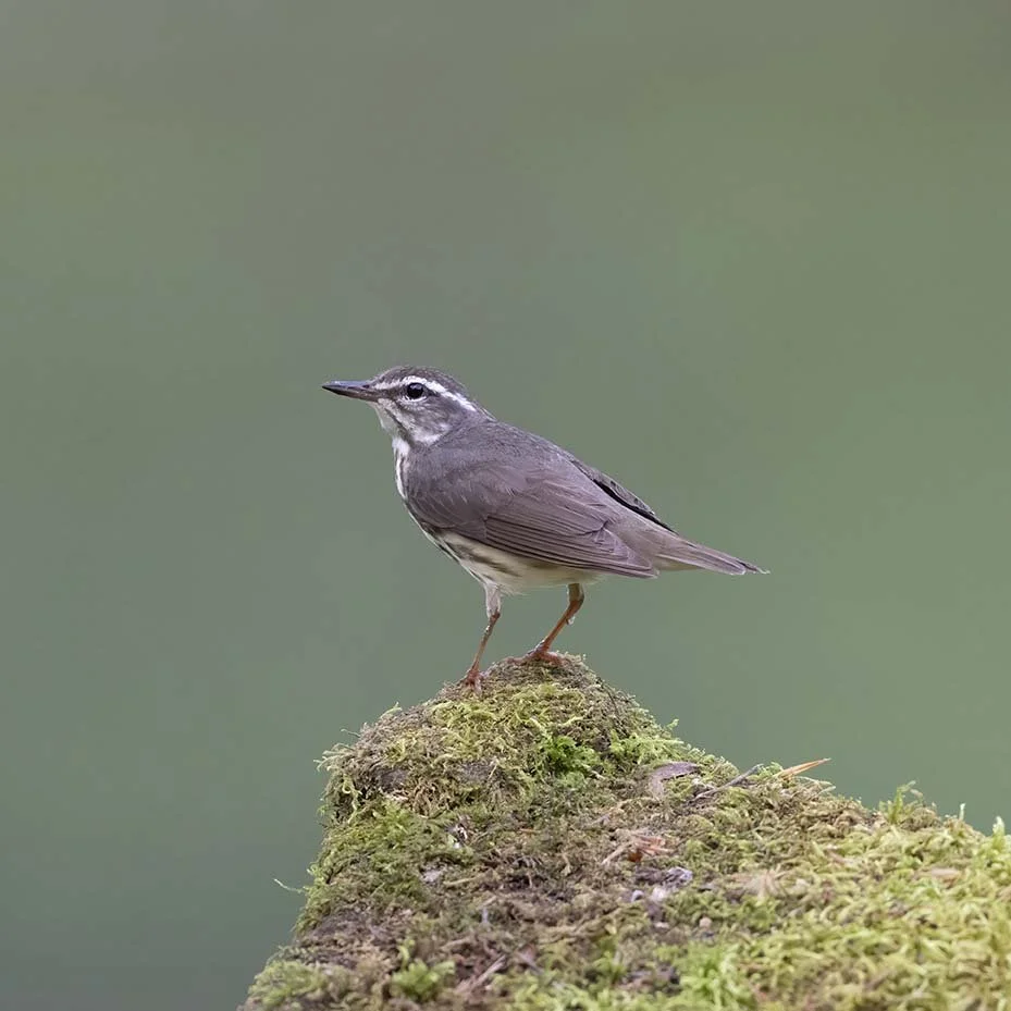 Louisiana_Waterthrush_Z092600.JPG