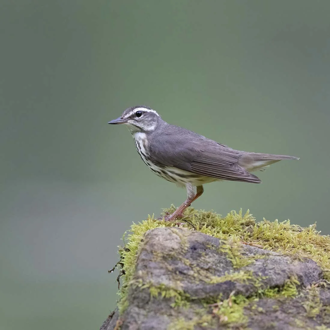Louisiana_Waterthrush_Z092642.JPG