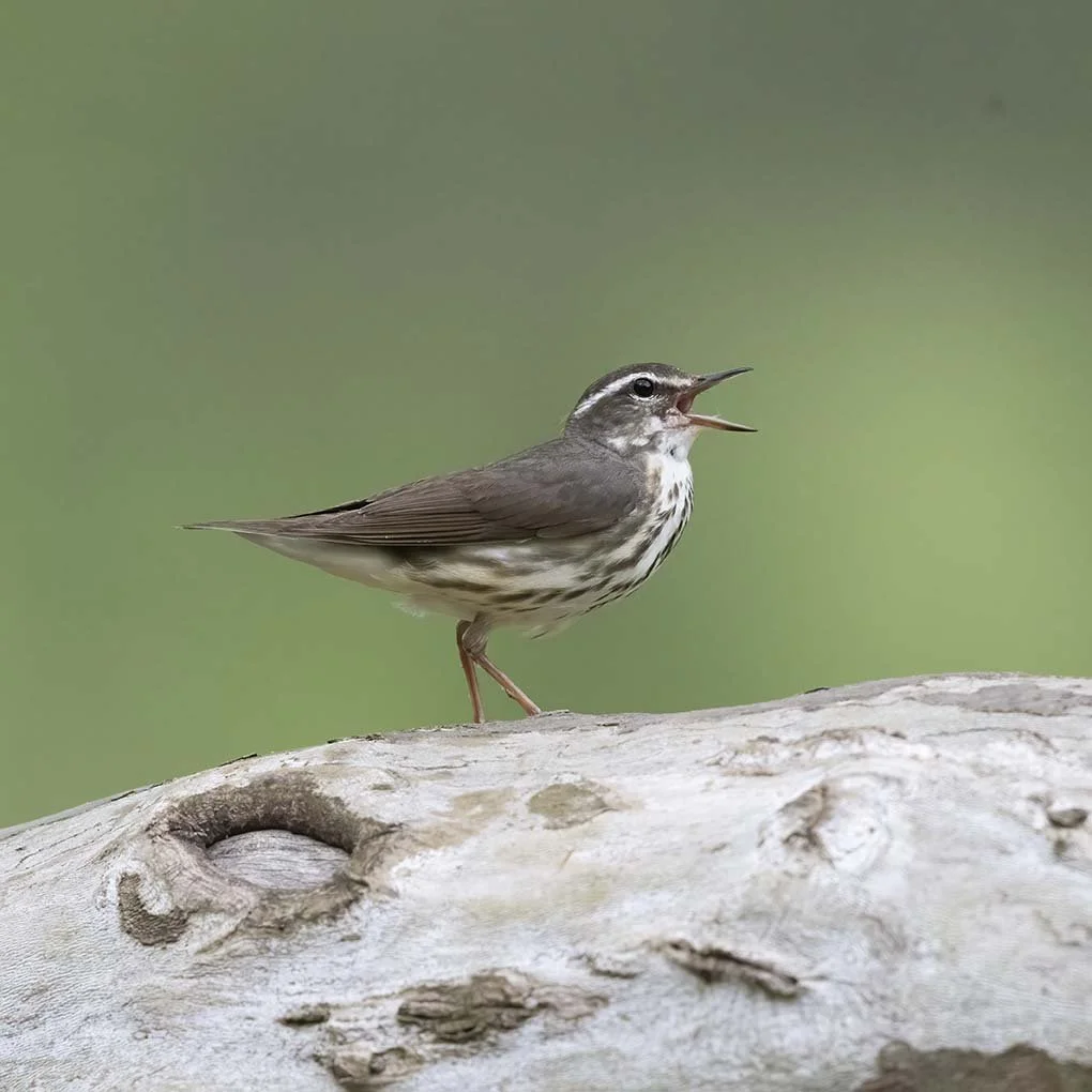 Louisiana_Waterthrush_Z092655.JPG