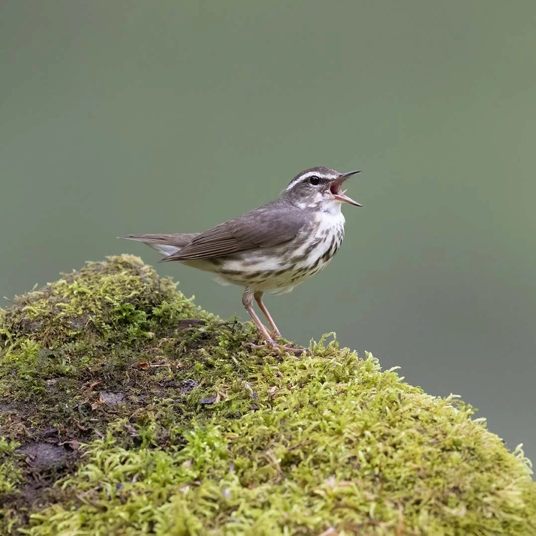 Louisiana_Waterthrush_Z092722.JPG