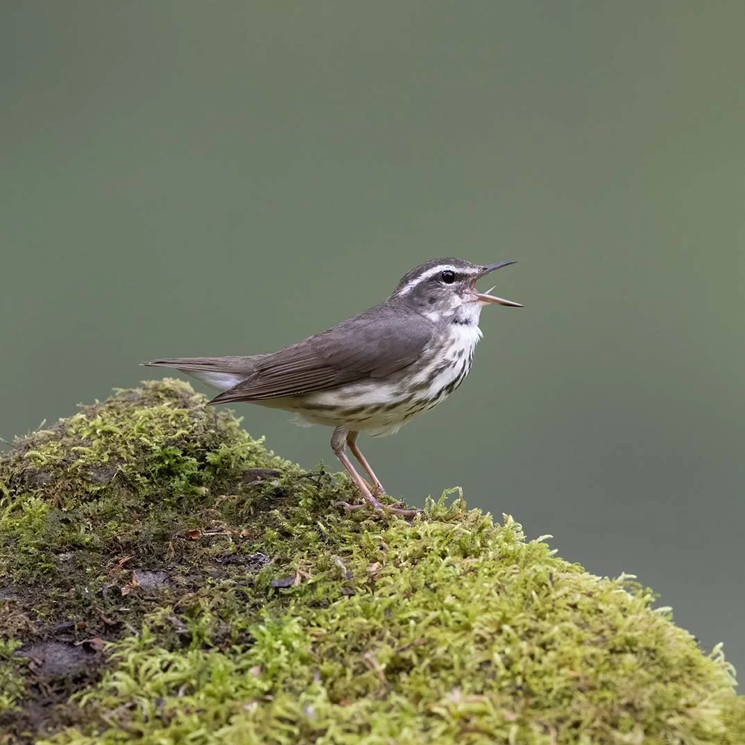Louisiana_Waterthrush_Z092725.JPG
