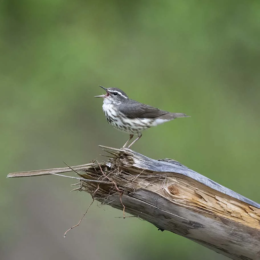 Louisiana_Waterthrush_Z092787.JPG