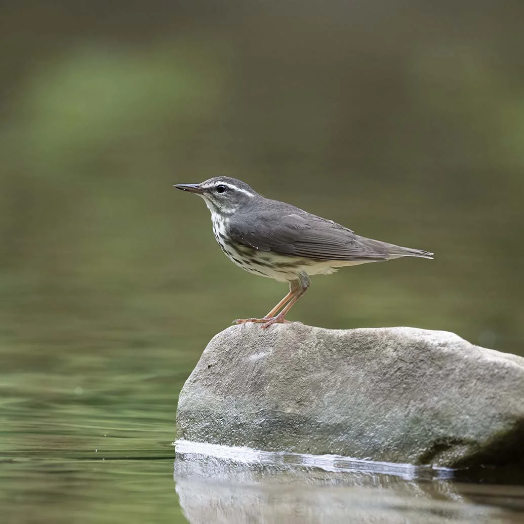 Louisiana_Waterthrush_Z092831.JPG