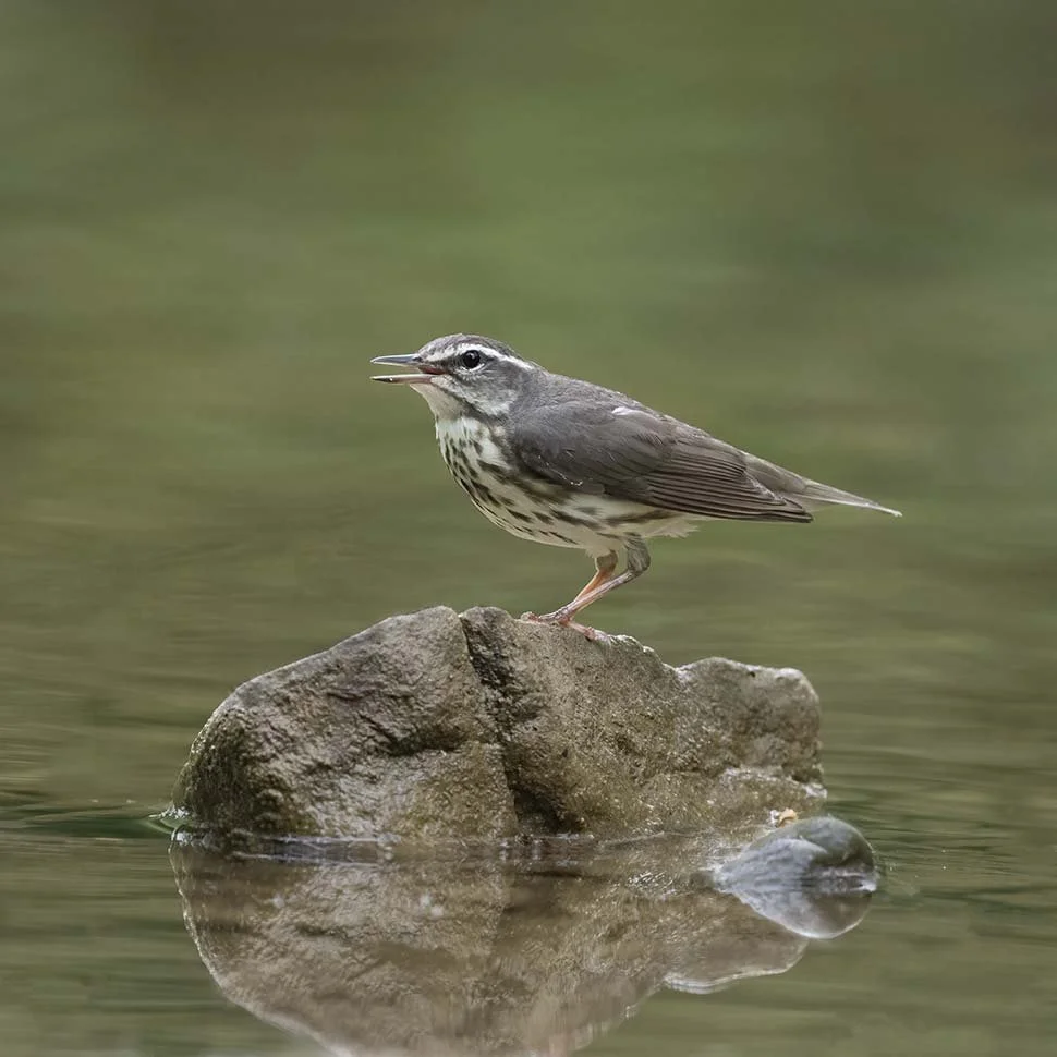 Louisiana_Waterthrush_Z092857.JPG