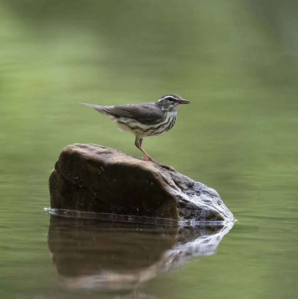 Louisiana_Waterthrush_Z092887.JPG