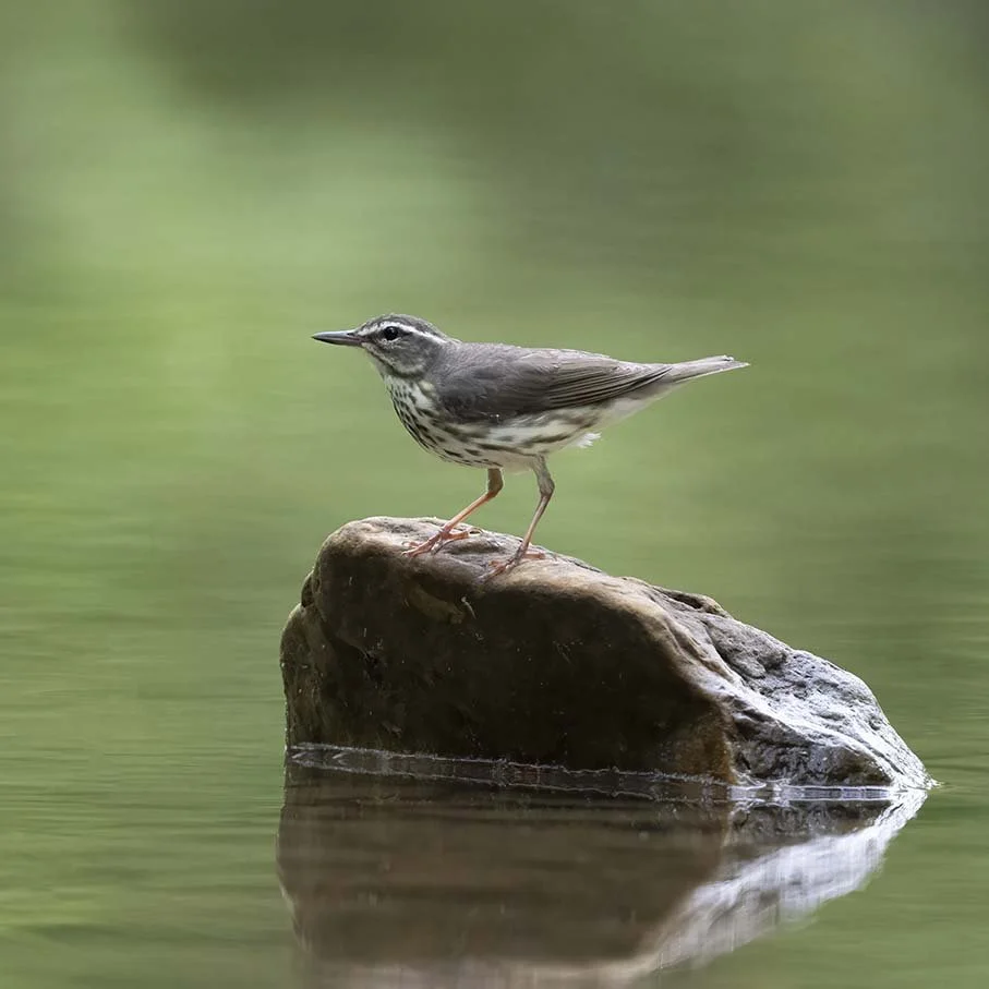 Louisiana_Waterthrush_Z092902.JPG