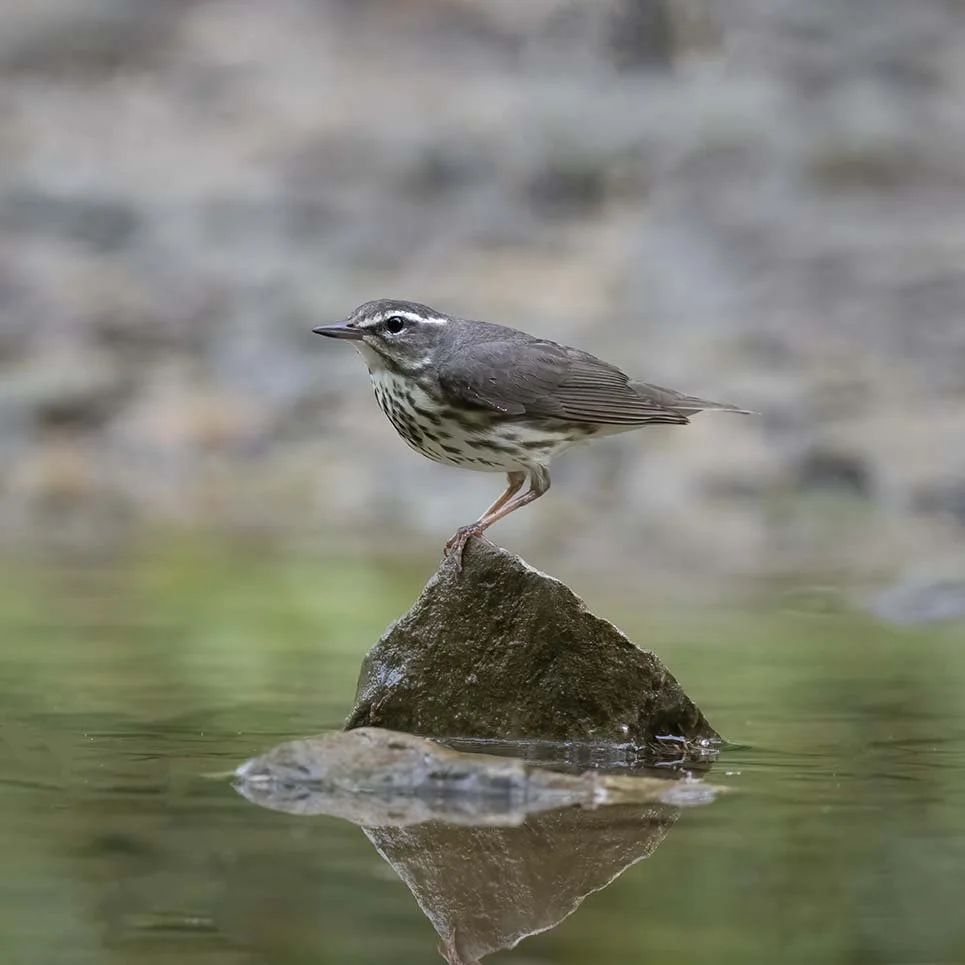 Louisiana_Waterthrush_Z093005.JPG