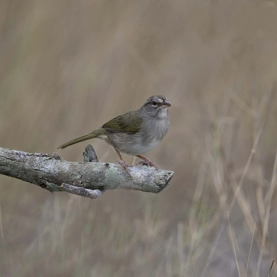 Olive_Sparrow_Z098253.JPG