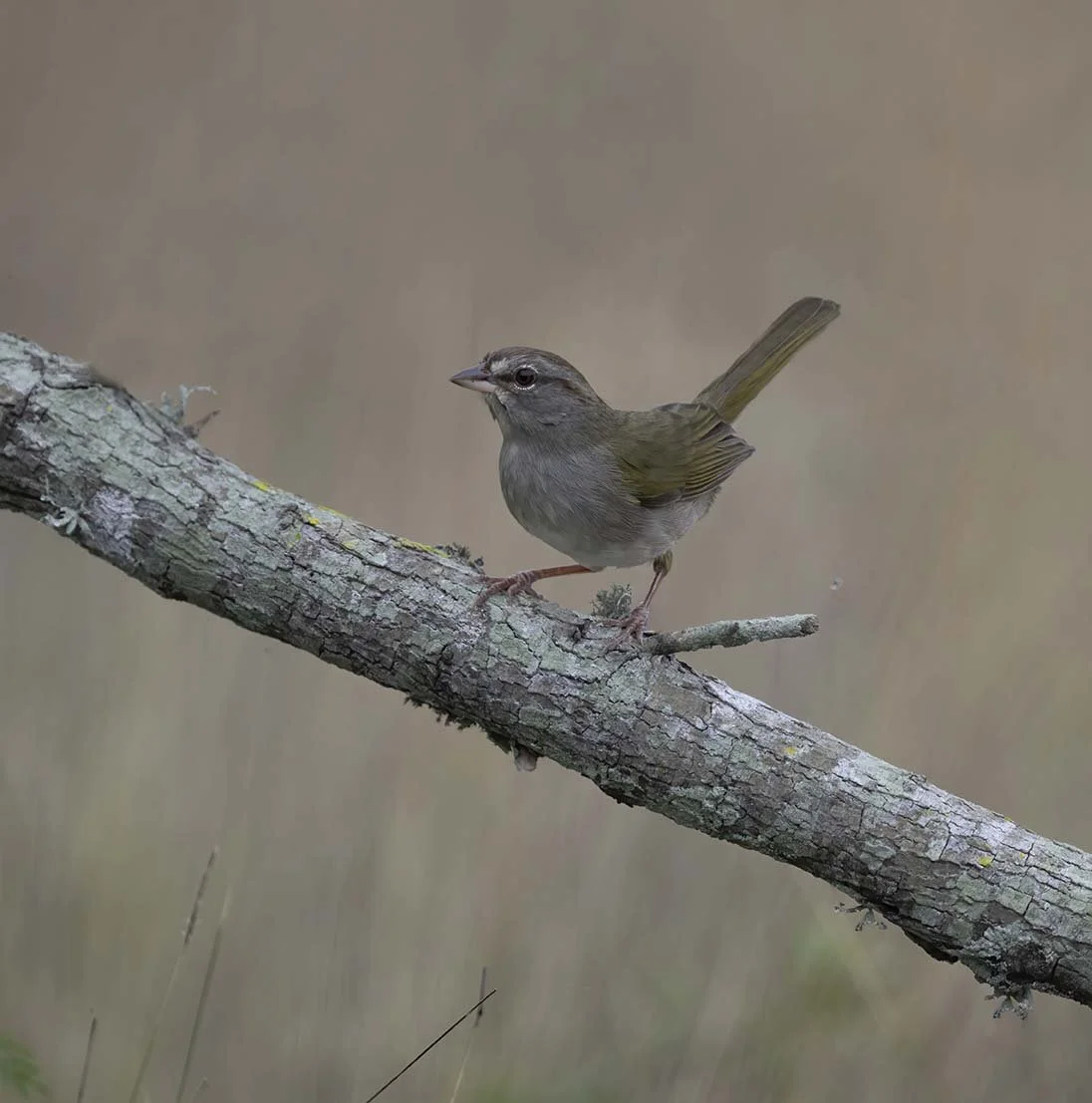 Olive_Sparrow_Z098265.JPG