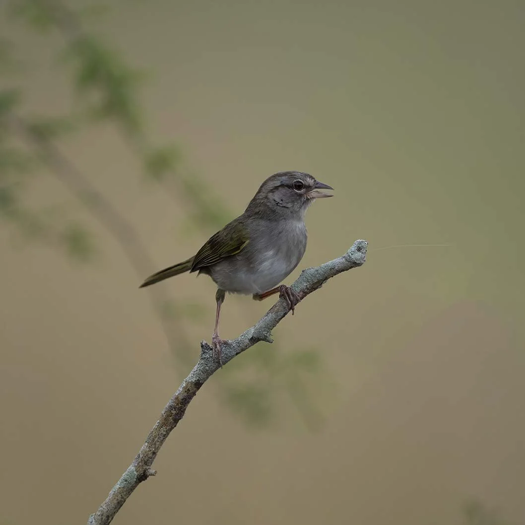 Olive_Sparrow_Z098281.JPG