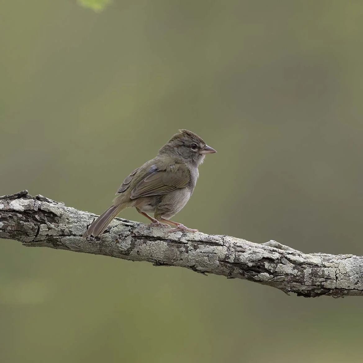 Olive_Sparrow_Z098337.JPG