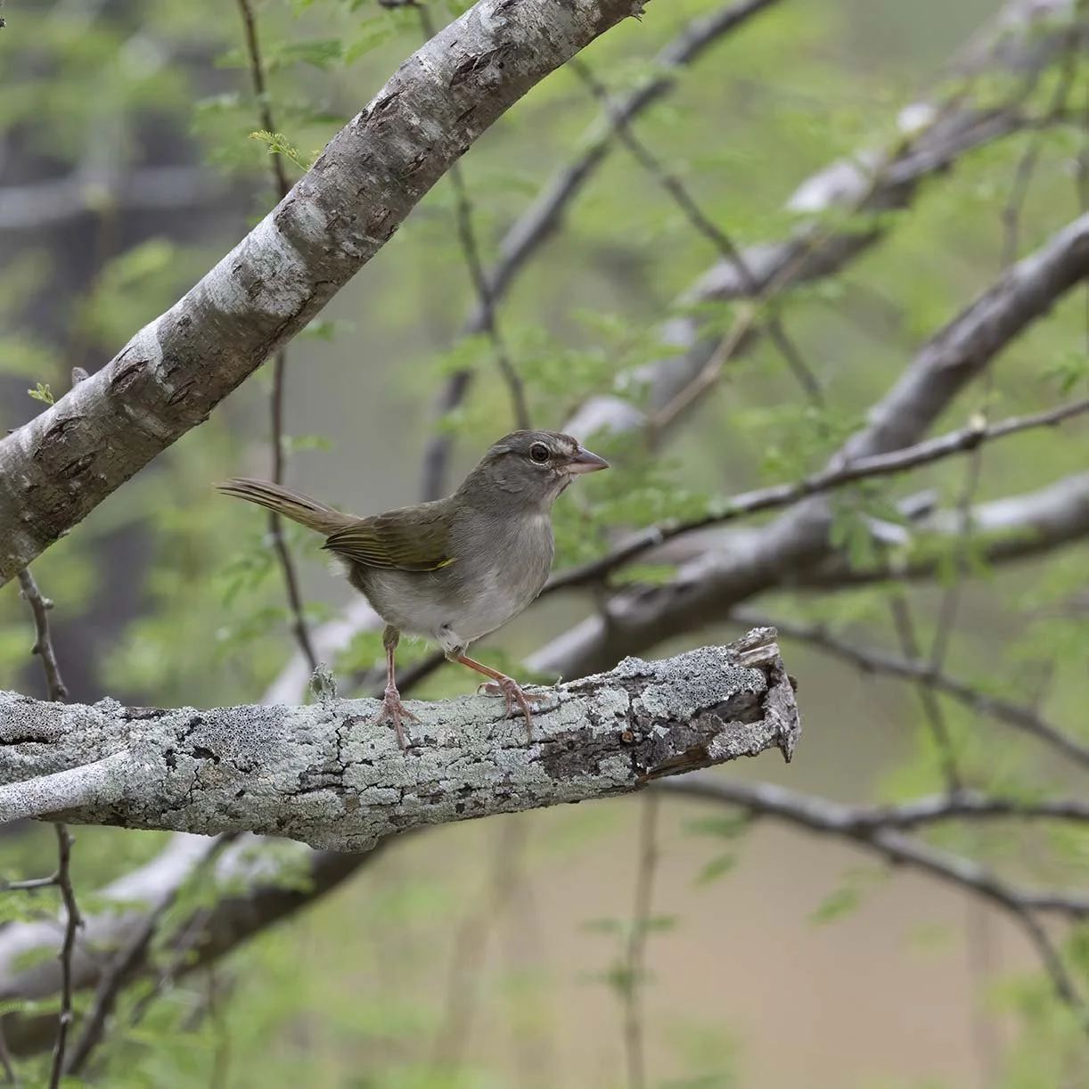 Olive_Sparrow_Z098345.JPG
