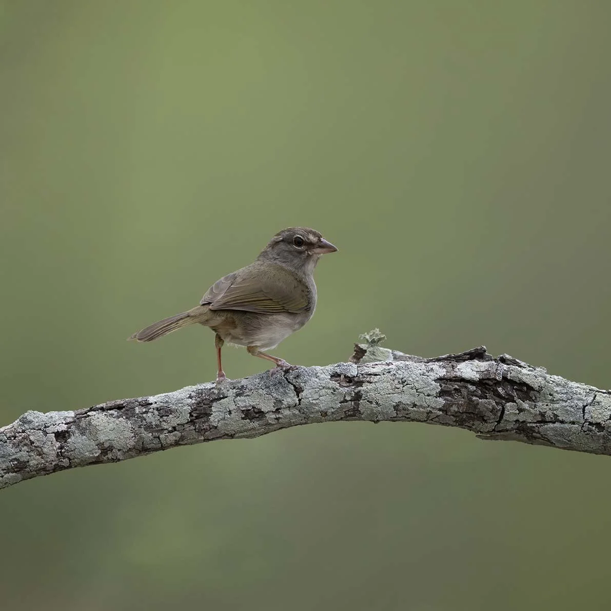 Olive_Sparrow_Z098368.JPG