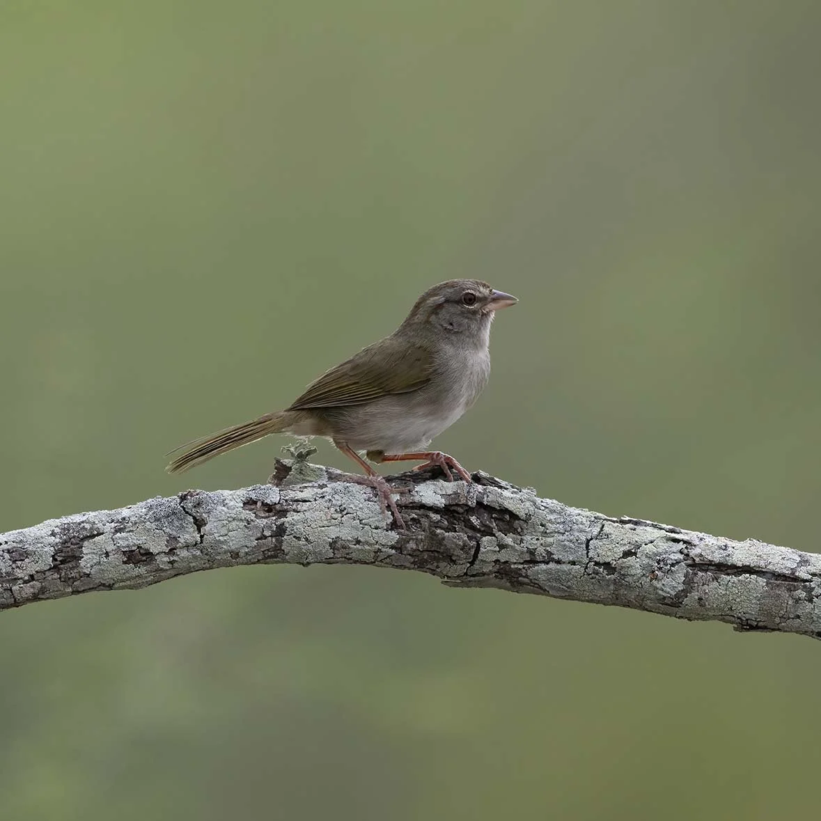 Olive_Sparrow_Z098457.JPG