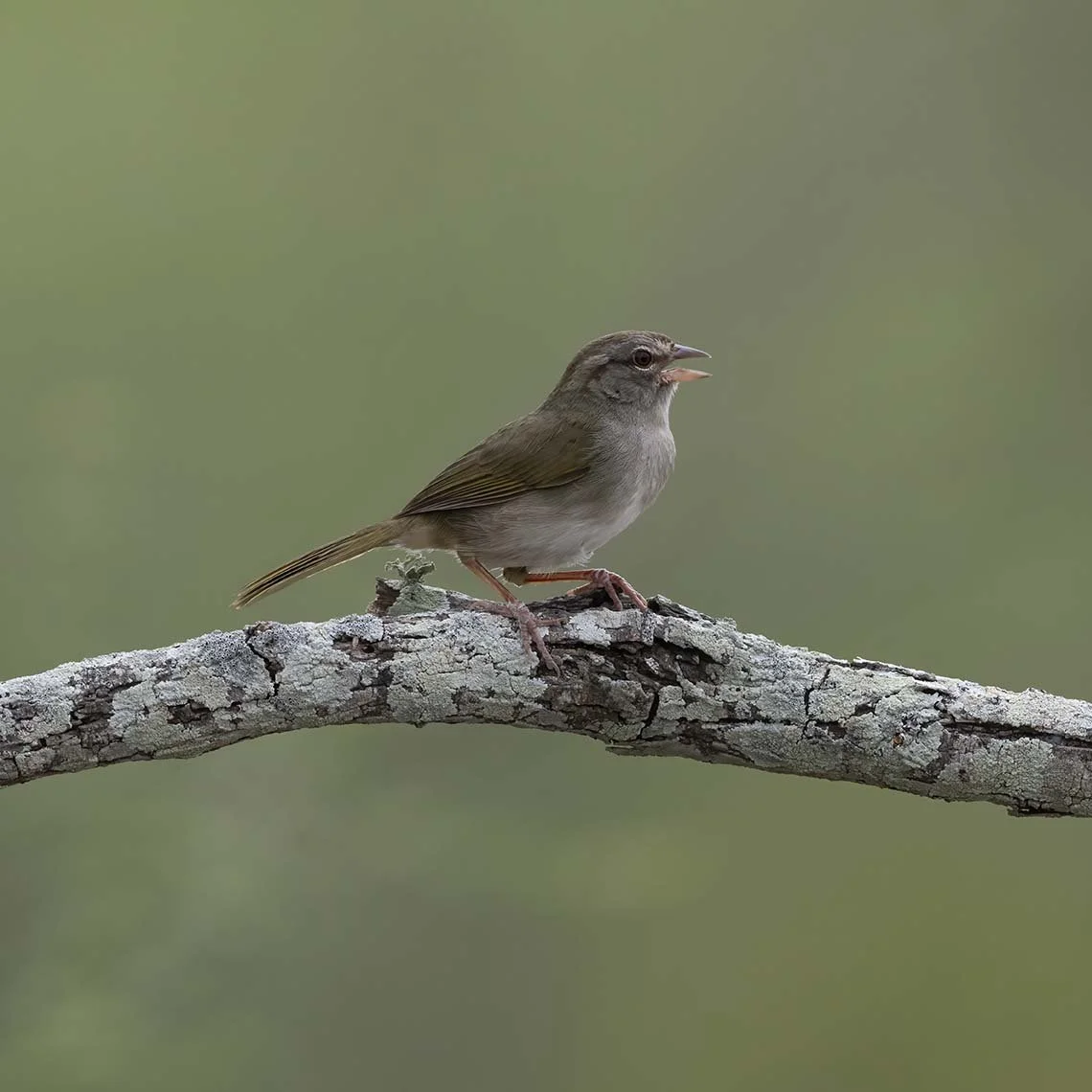 Olive_Sparrow_Z098458.JPG
