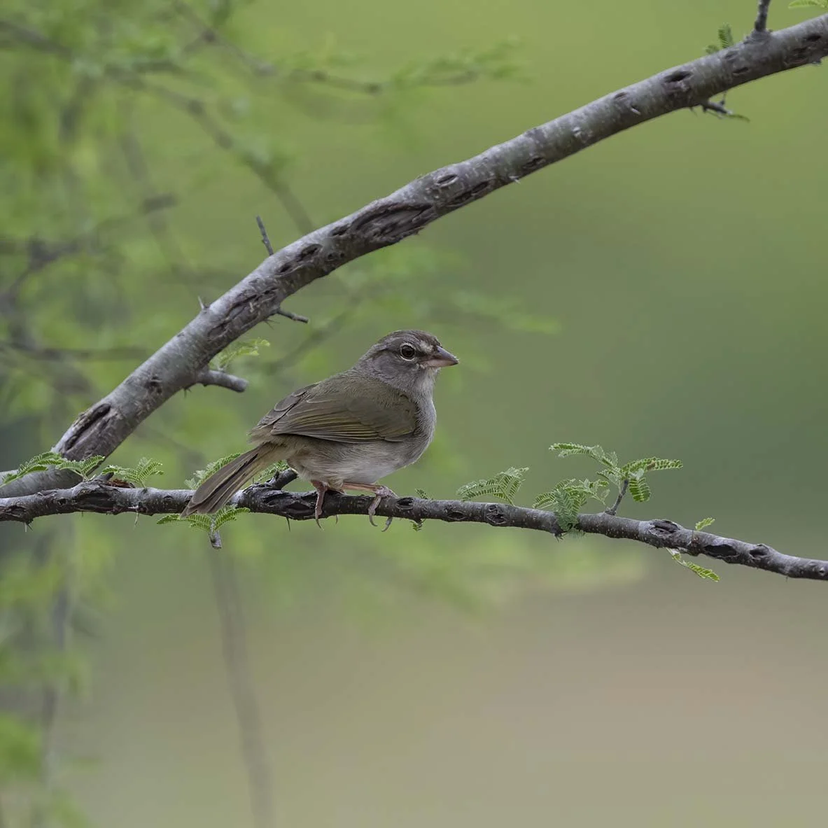 Olive_Sparrow_Z098569.JPG