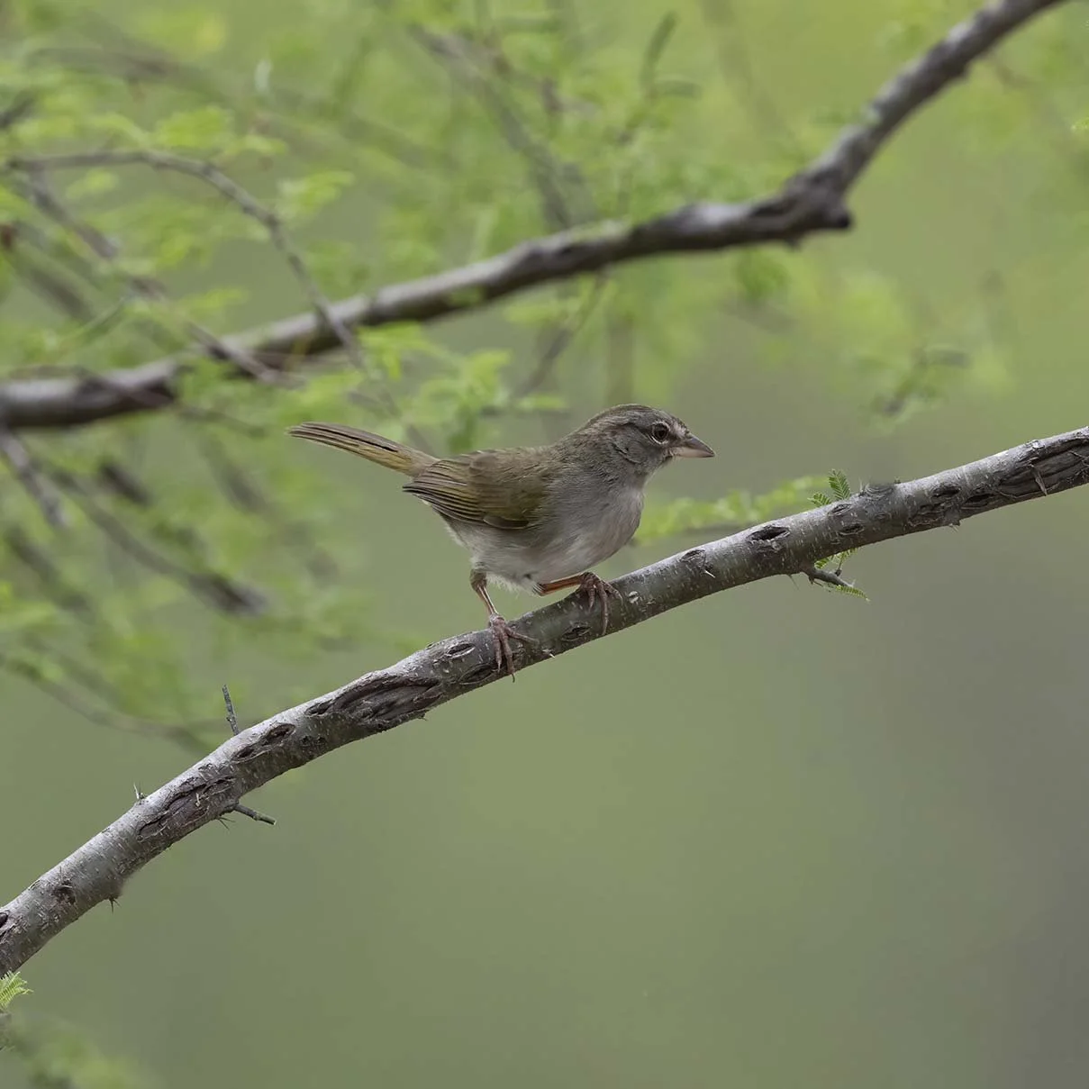 Olive_Sparrow_Z098623.JPG
