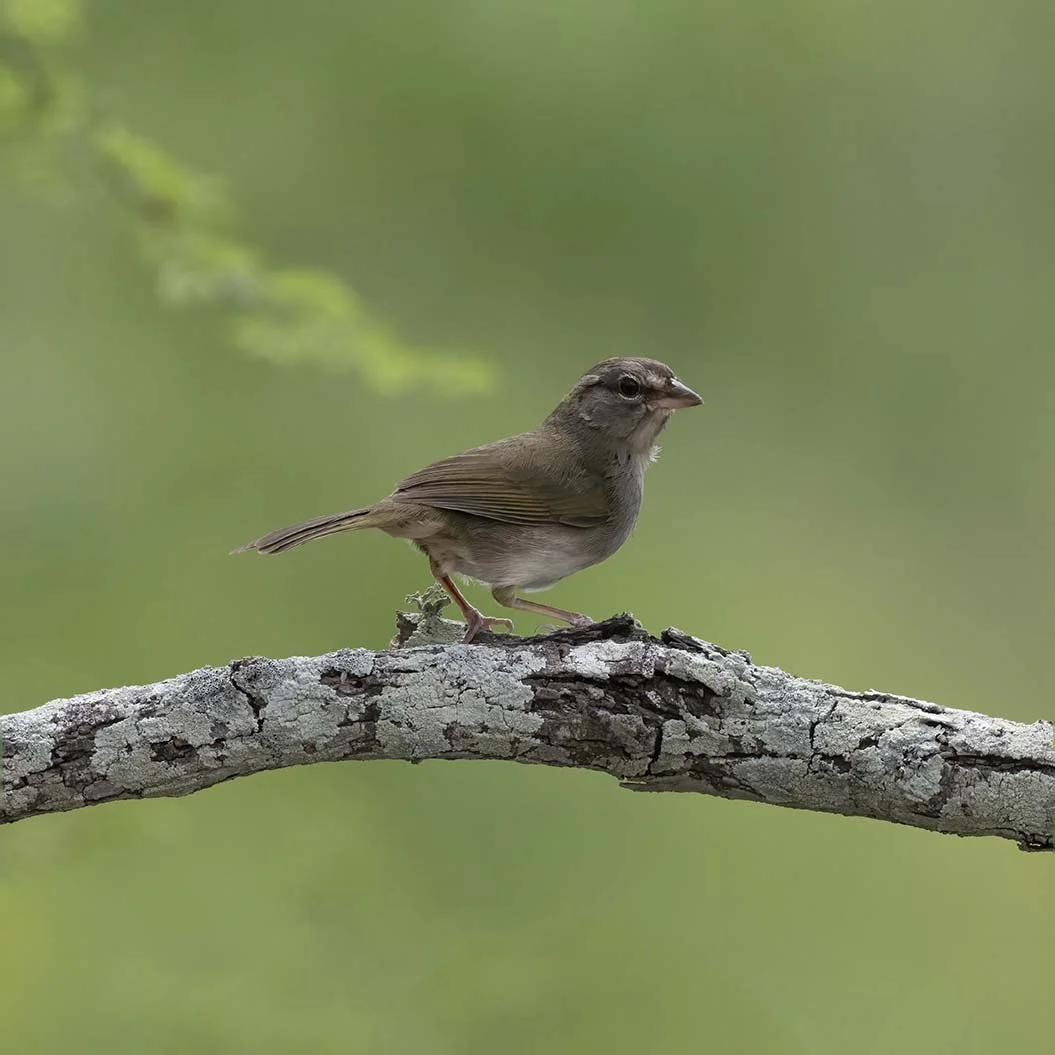 Olive_Sparrow_Z098630.JPG