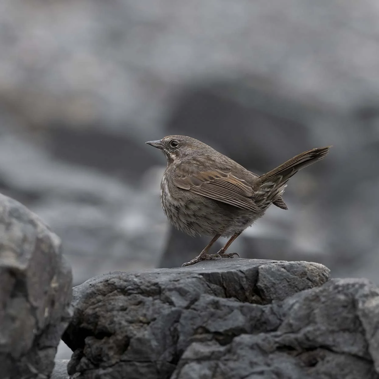 Song_Sparrow_(insignis)_Z094833.JPG