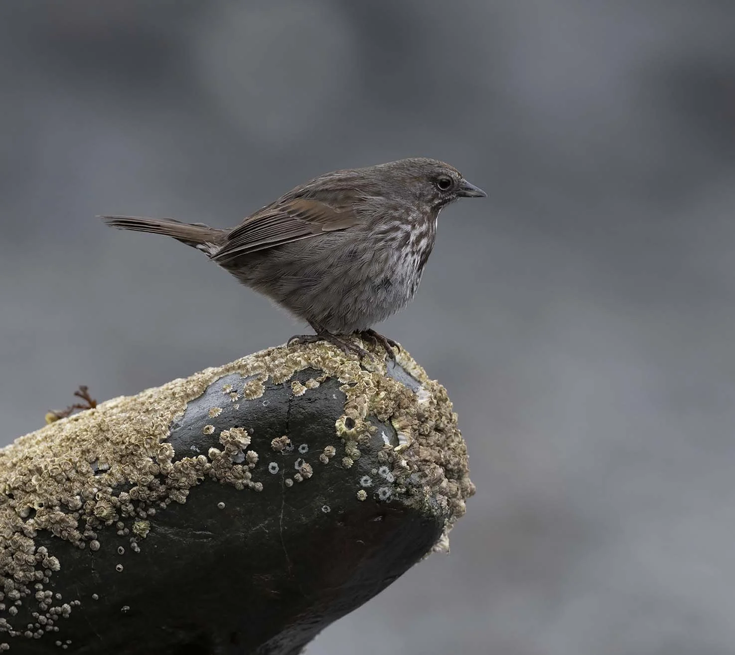 Song_Sparrow_(insignis)_Z094838.JPG