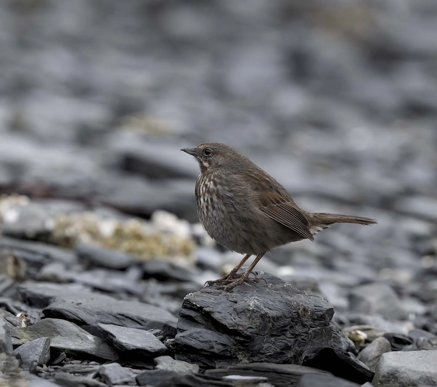 Song_Sparrow_(insignis)_Z094856.JPG