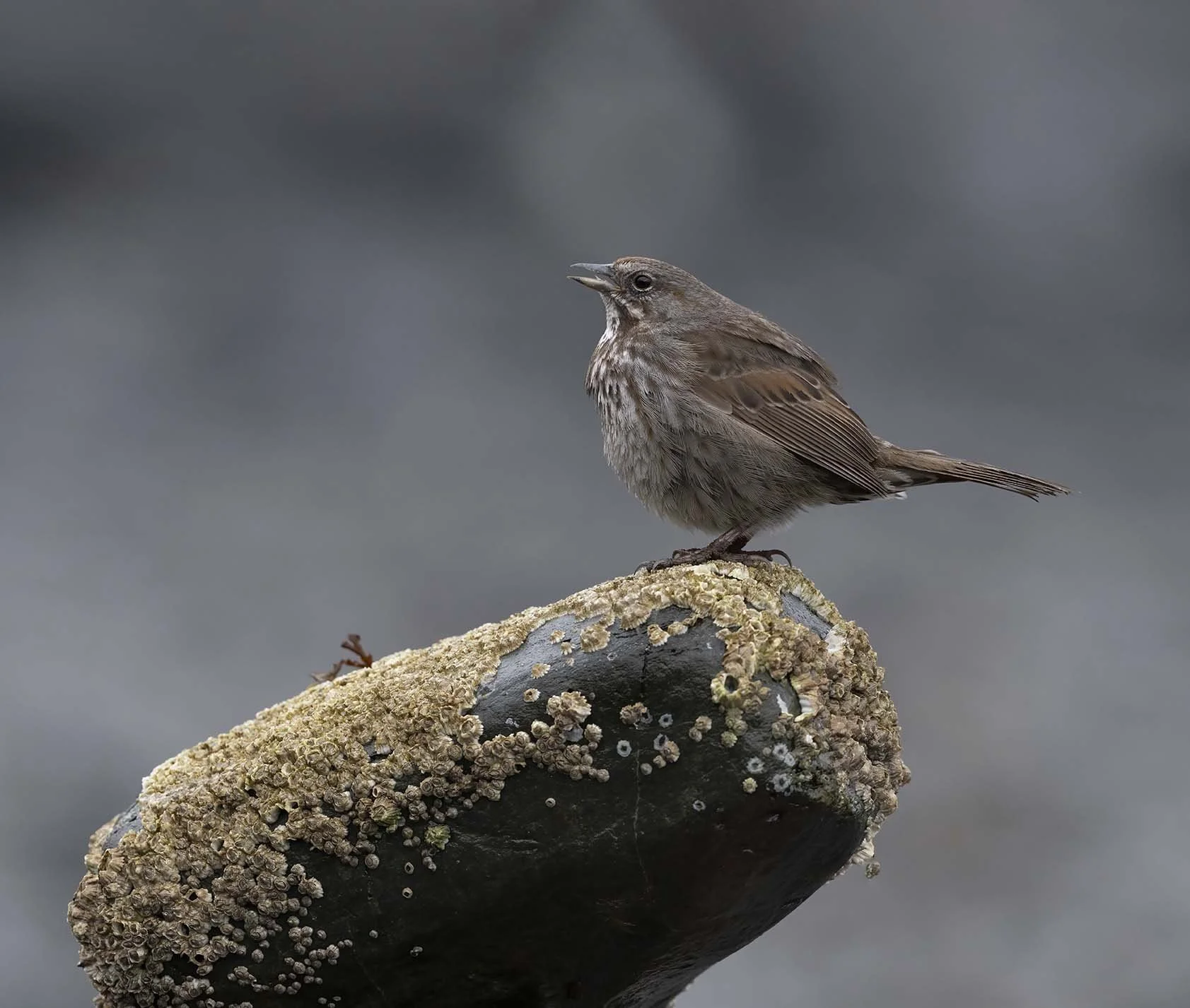 Song_Sparrow_(insignis)_Z094865.JPG