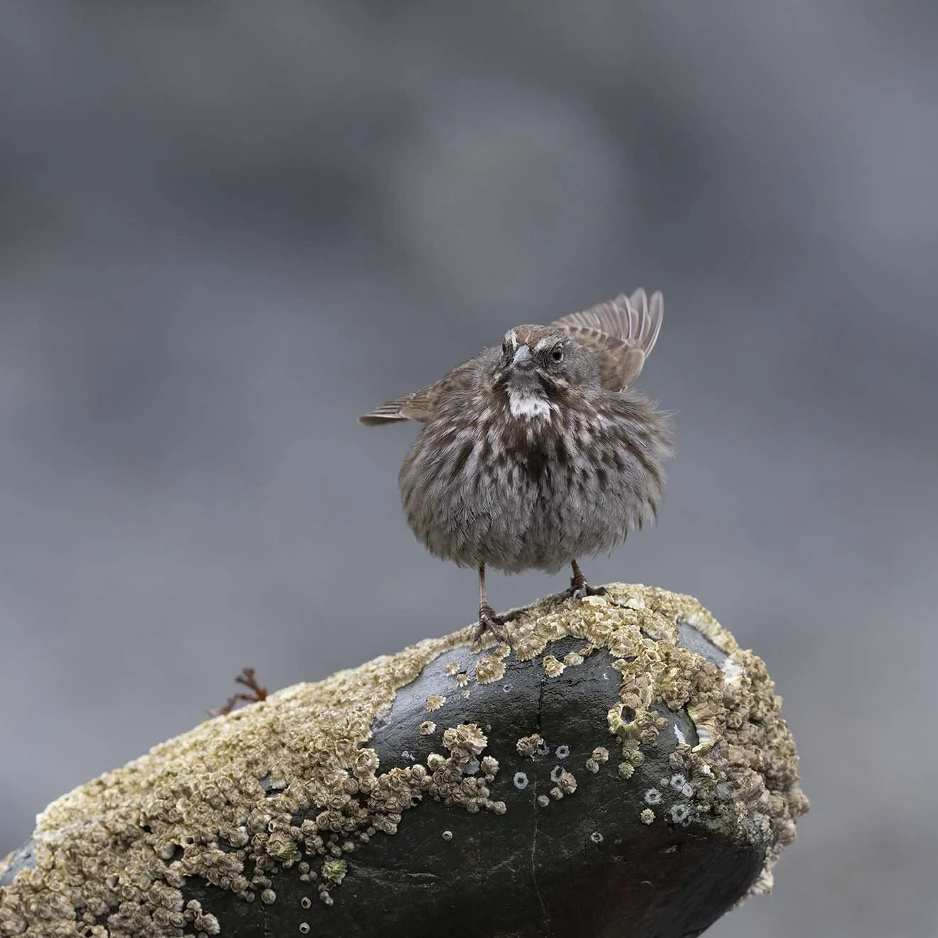 Song_Sparrow_(insignis)_Z094883.JPG