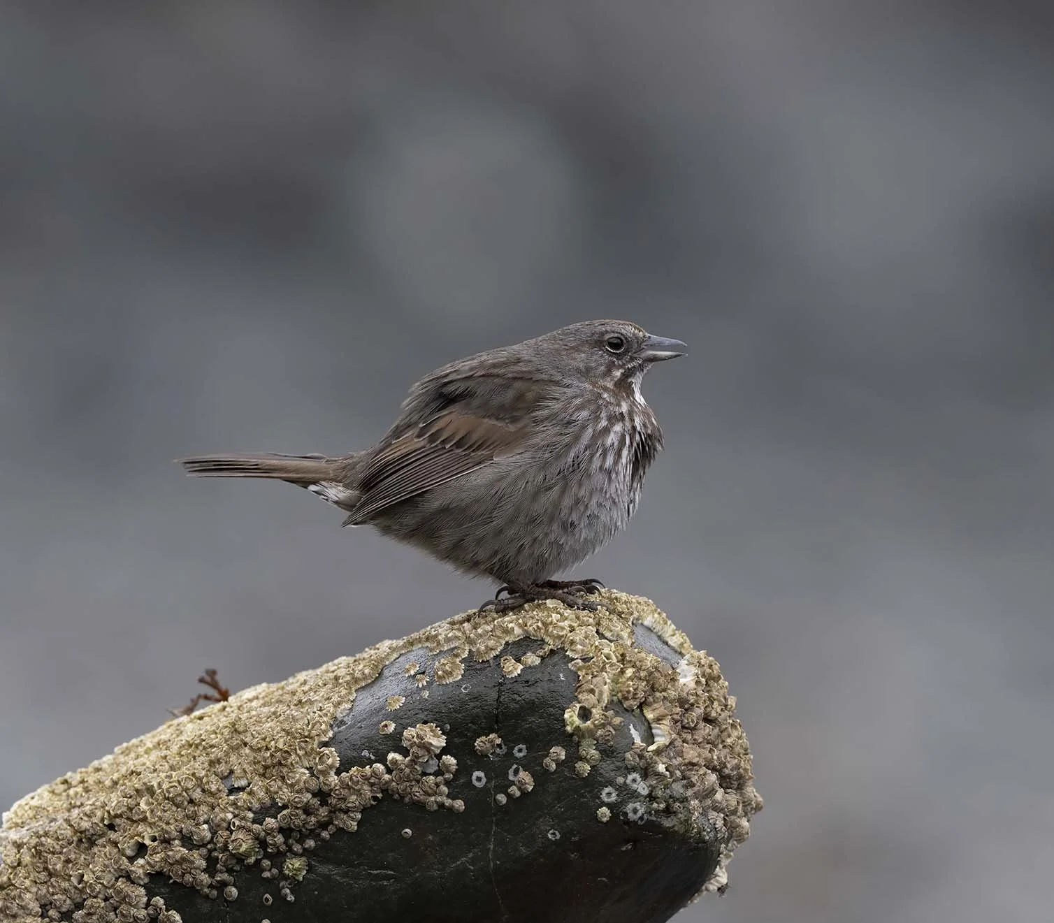 Song_Sparrow_(insignis)_Z094890.JPG
