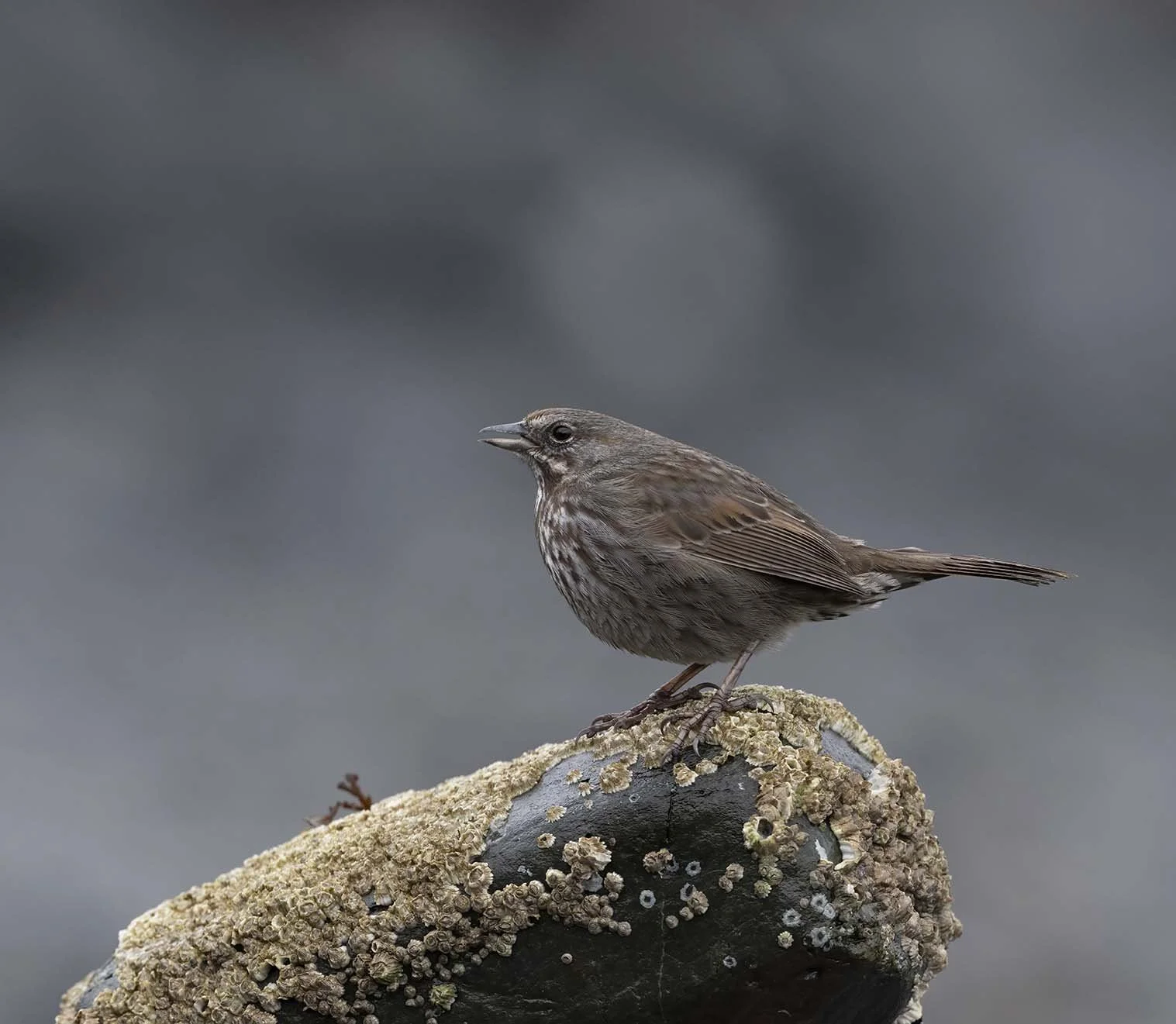 Song_Sparrow_(insignis)_Z094924.JPG