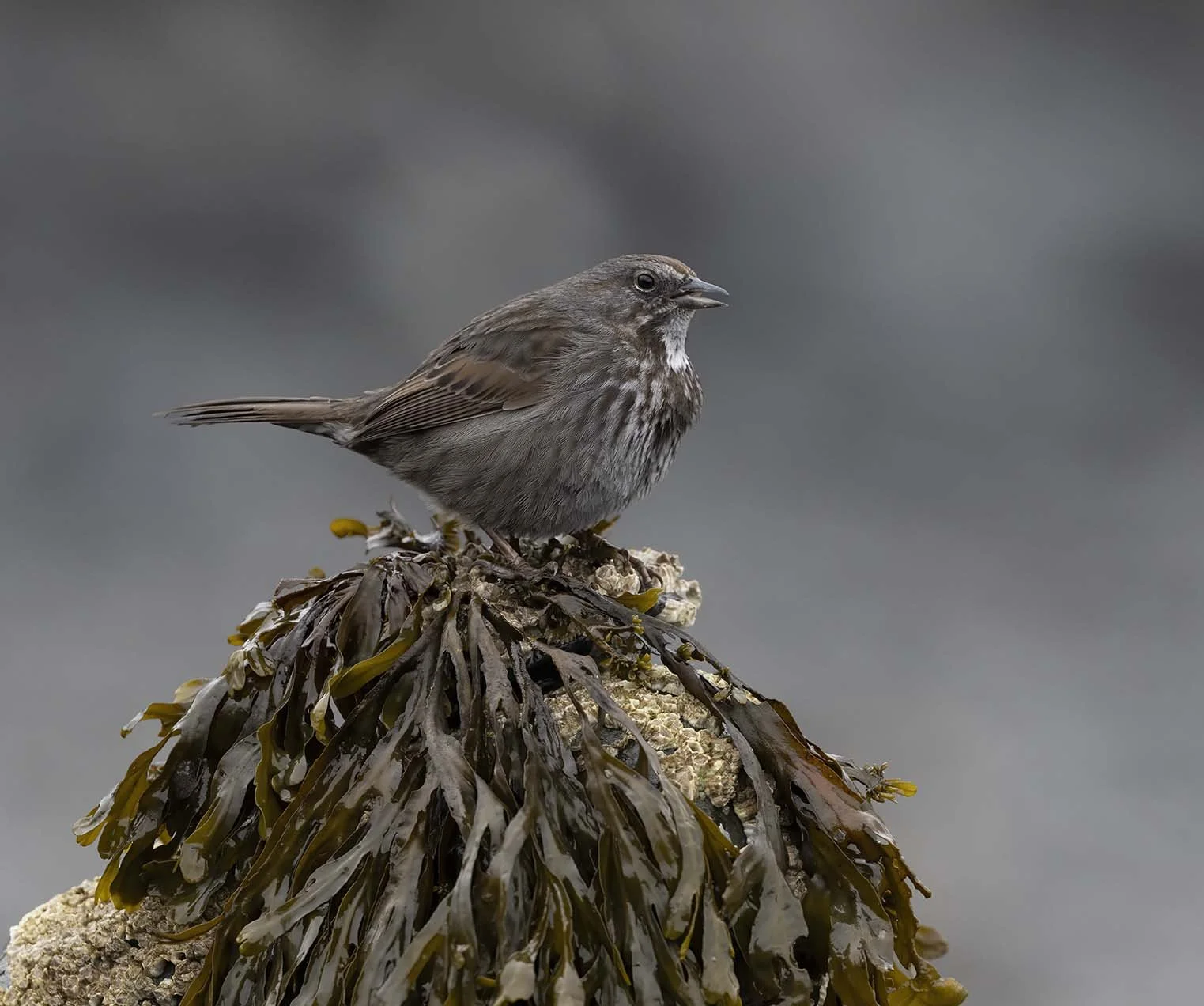 Song_Sparrow_(insignis)_Z094974.JPG