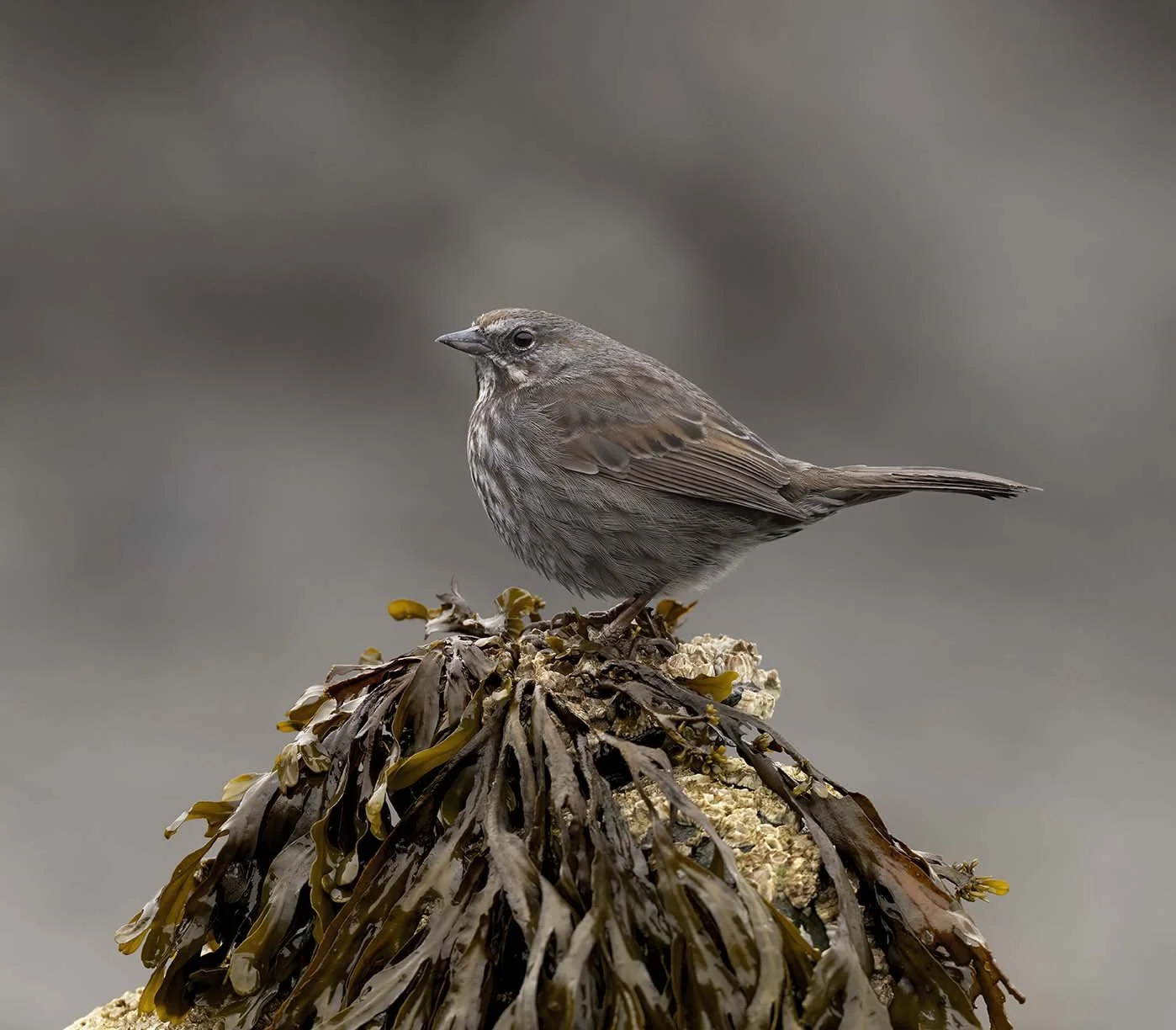 Song_Sparrow_(insignis)_Z094999.JPG