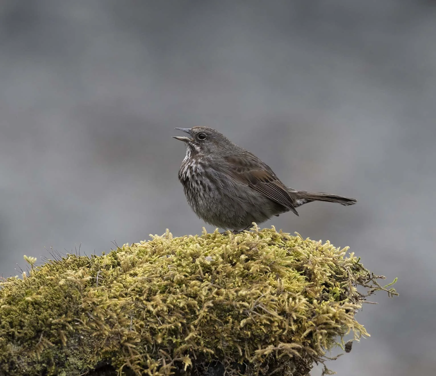 Song_Sparrow_(insignis)_Z095029.JPG