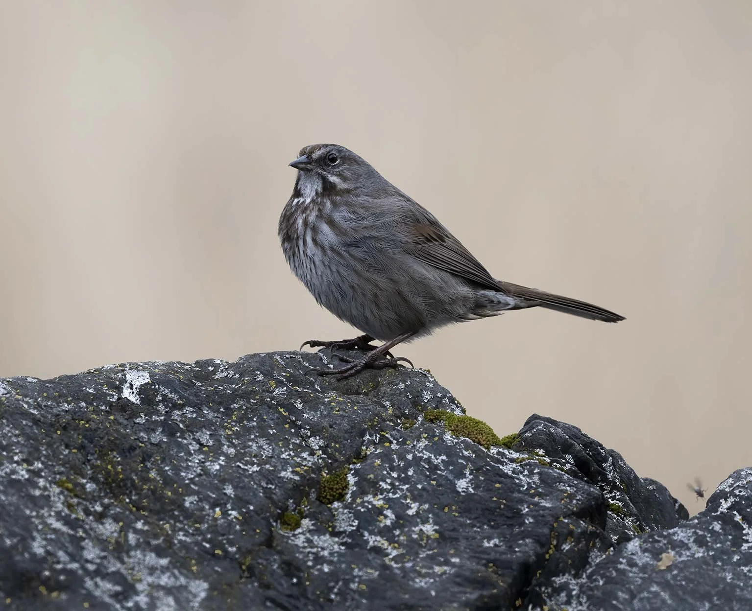 Song_Sparrow_(insignis)_Z095461.JPG