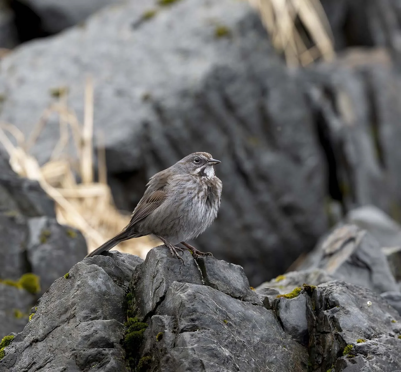 Song_Sparrow_(insignis)_Z095888.JPG