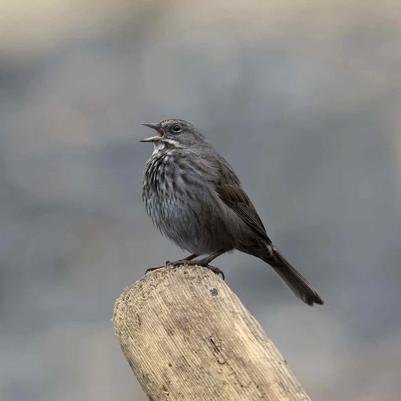 Song_Sparrow_(insignis)_Z095961.JPG