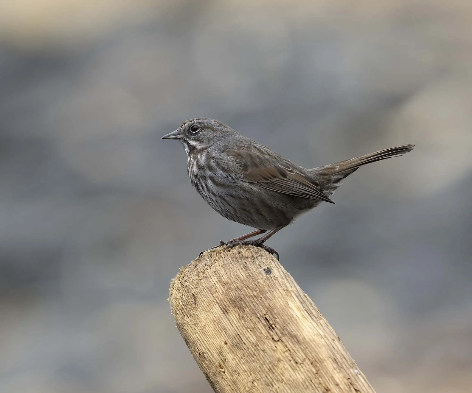 Song_Sparrow_(insignis)_Z095982.JPG