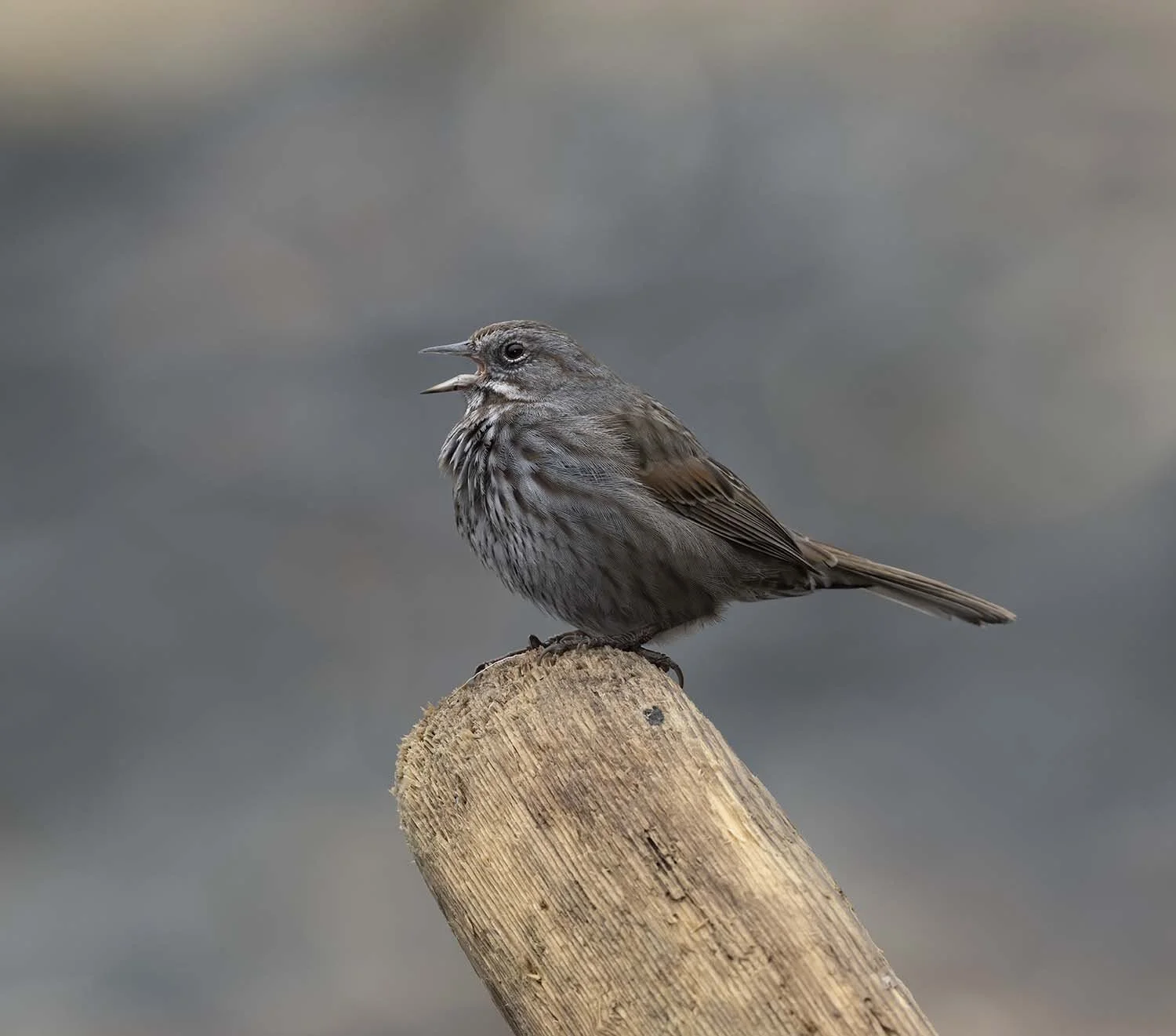 Song_Sparrow_(insignis)_Z095993.JPG