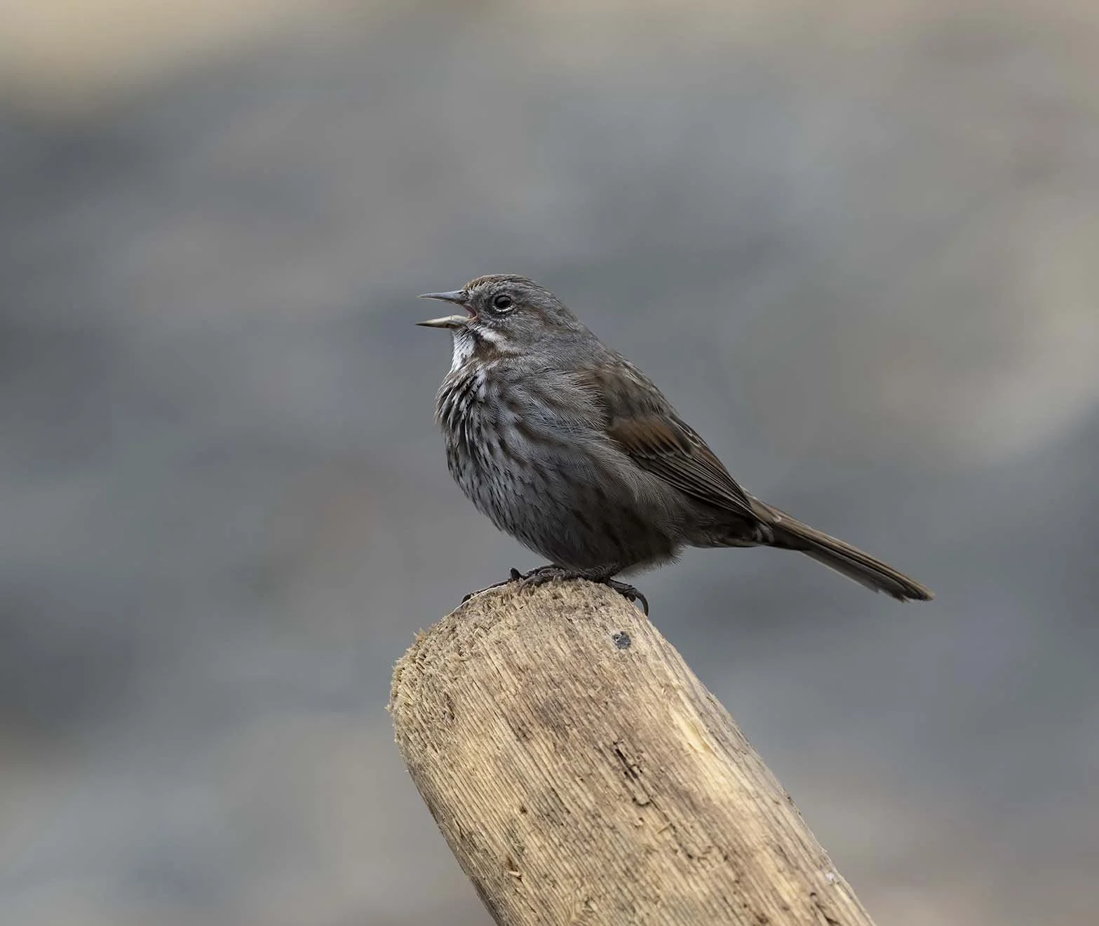 Song_Sparrow_(insignis)_Z095996.JPG